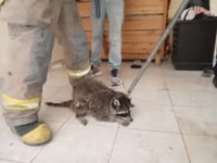 Imagen Capturan Mapache a interior de vivienda en Matamoros