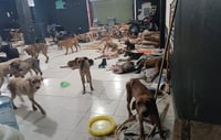 Refugio salva a perritos de la llegada del huracán Beryl 