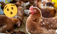 Imagen 5 Datos que no conocías sobre el consumo de pollo
