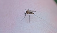 Imagen Confirman 3 casos de dengue en Durango