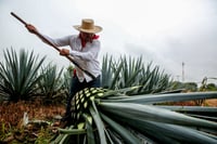 Imagen Registra Sader el 82.48% de la meta nacional en hectáreas apoyadas con fertilizantes