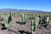 Imagen Sader beneficiará a 18 entidades con viveros de nopal forrajero