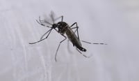 Imagen Alarma en Coahuila por brote de Dengue: Zaragoza reporta 75 de 86 casos positivos