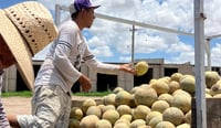 Imagen Productores de melón en San Pedro expresan desánimo por los malos resultados de la temporada