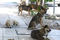 Imagen Denuncian ataques de perros en Viñedos