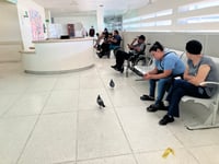 Imagen Concentración de Palomas en UMAA No. 53 del IMSS Gómez Palacio