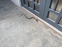 Rescate de serpiente. (EL SIGLO DE TORREÓN)