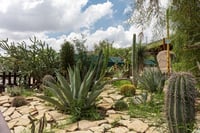 Imagen Peñoles enseña sobre cuidado de plantas en el hogar