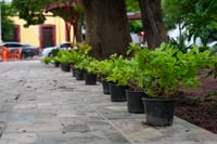 Imagen Por entregar rehabilitación integral de la plaza Benito Juárez en Lerdo