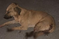 Imagen Se acumulan los casos de maltrato y crueldad animal en la región Laguna