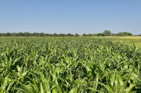 Imagen Productores de sorgo forrajero en San Pedro esperan cosecha adicional tras lluvias beneficiosas