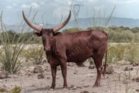 Imagen Peñoles protege la fauna de sitios donde tiene operaciones