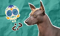 + Educación Xoloitzcuintle: ¿por qué se le asocia a la muerte?