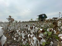 Imagen Pisca de algodón registra un avance de 50 por ciento en parcelas de San Pedro