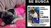 Imagen Lagunera busca desesperada a su perrita pug de nombre Rigoberta; ofrece recompensa