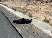 Imagen Encuentran a oso sin vida en la Carretera Federal 57