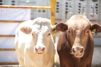 Imagen Coahuila activa medidas preventivas ante contingencia zoosanitaria por gusano barrenador