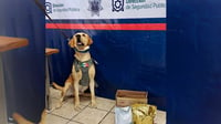 Imagen Binomio canino localiza bolsas de marihuana en paquetería de Torreón