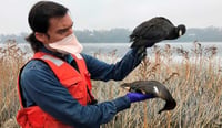 Los patos y los gansos migratorios no visitan las granjas avícolas, pero pueden contagiar a otras aves.