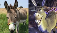 Imagen Muere 'Perry' el burro que inspiró al personaje de Shrek