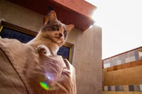 Imagen Parroquia de Guadalupe en Torreón invita a la bendición de las mascotas