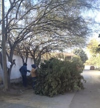 Poda de árboles en Lerdo. 