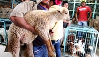 Imagen SCJN aprueba sancionar el maltrato de animales en rituales