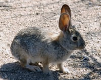 Imagen Reforzarán acciones de manejo y cuidado de reportes de fauna en Torreón