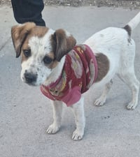 Imagen 'Tiran' a otra perrita en colonia de Torreón