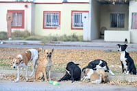 Imagen Buscarán castigar de forma económica el maltrato animal en Matamoros