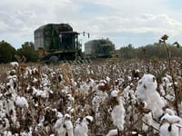 Imagen Algodón será el cultivo más castigado con el miniciclo agrícola en la Comarca Lagunera