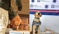 Imagen Suma el K-9 siete aseguramientos de droga en empresas de paqueterías de Torreón