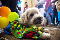 Imagen Invitan a laguneros a sumarse al Croquetón que busca ayudar a perritos