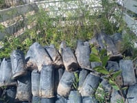 Imagen Invitan a gomezpalatinos a unirse al Programa de Arborización Urbana