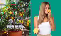 3 arboles frutales recomendados para espacios pequeños