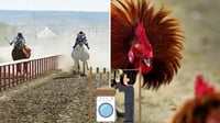 Imagen ¿Cuál es la conexión de las peleas de gallos y las carreras de caballos con el lavado de dinero?