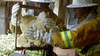 Pide Dirección de Ecología y Protección Civil a gomezpalatinos no intervenir ante el avistamiento de panales de abejas. (DIANA GONZÁLEZ)