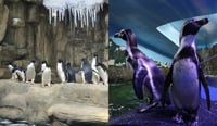 Imagen Acuarios en México donde puedes ver pingüinos
