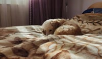 Imagen ¿Es bueno dormir con los perritos en la cama? Esto dicen los expertos sobre tu salud