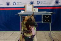 Imagen Unidad Canina de Torreón detecta paquete con droga en empresa de paquetería