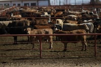 Imagen Estados Unidos suspende entrada de exportaciones de ganado mexicano por plaga de gusano barrenador