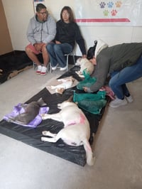 Imagen Tiene aumento drástico costo de esterilización de mascotas en el Centro de Control Animal