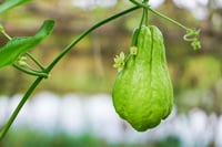 El chayote, también conocido como pera vegetal, es bajo en calorías y rico en fibra, vitaminas y minerales. Su cáscara también contiene nutrientes, siempre que se consuma bien lavada.