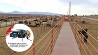Hasta marzo de 2025, más de 300 casos de gusano barrenador en México; productores coahuilenses exigen acciones