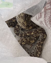 Imagen Capturan una serpiente en Gómez Palacio; estaba en El Campestre