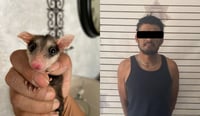 Detienen a un hombre por crueldad animal; atacó a una familia de tlacuaches