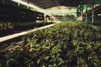 Imagen Peñoles impulsa la reforestación y regala árboles