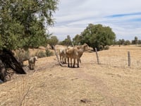 Imagen Preocupación en el sector agrícola y ganadero de Torreón ante la sequía y el estrés calórico