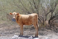 Imagen Sequía persiste en México, Coahuila y Durango se encuentran entre los estados más afectados