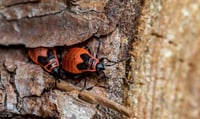 ¿Qué es la chinche de fuego? Podría estar habitando en tu hogar